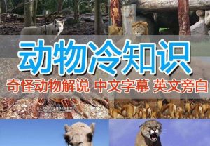 外面卖1699的国外纪录片解说(动物解说、美食、动画片)稳过中视频-墨痕微课